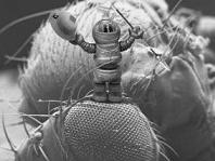Motorized Nanobot To Swim Through Human Arteries?