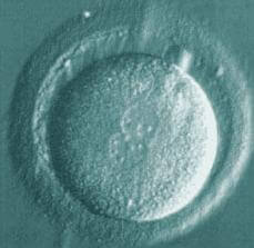 Frozen Embryo Baby