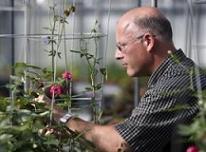 Genetically Modified kwiatów, które mogą pachnieć Anything