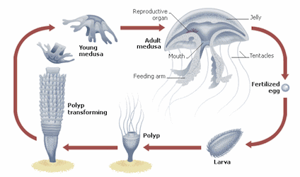Jellyfish-Lifecycle-2.gif