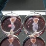 Muscle cells taken from a cow are placed in a special nutrient mixture that promotes growth. Researchers hope to combine the cultured tissue into a hamburger sometime this fall.