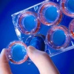 Synthetic biology