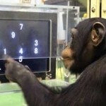 monkey-learning