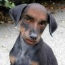 Dan