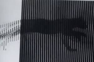 cat-illusion