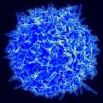tcell