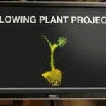 plant