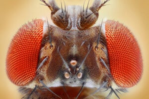 Longevity Gene in Fruit Flies Hints at Coming Genetic Discoveries to Slow Aging