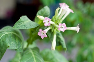 Plant Engineered to Supercharge Photosynthesis with Hopes of Increasing Crop Yields