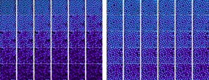 Groundbreaking Microscope Makes 3D Video of Living Cells in Real Time