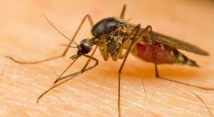 New Malaria Meds Aim to Fight Drug Resistance