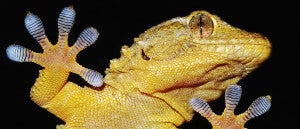 Watch Tiny Gecko Robots Haul Loads Up to 2,000 Times Their Own Weight