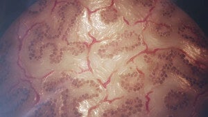 L'Oreal Goes After 3D Printed Human Skin to Test Beauty Products