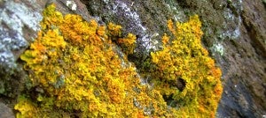 The Artist Who's Making Cybernetic Slime Mold Sing