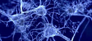How the Brain Makes Memories: Scientists Tap Memory's Neural Code