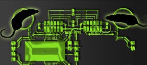 Animal Brains Networked Into Organic Computer 'Brainet'