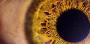 Meet the Mind-Controlling Algae Protein That Could Cure Blindness