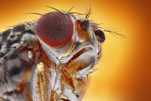 The head and eye of a fruit fly.