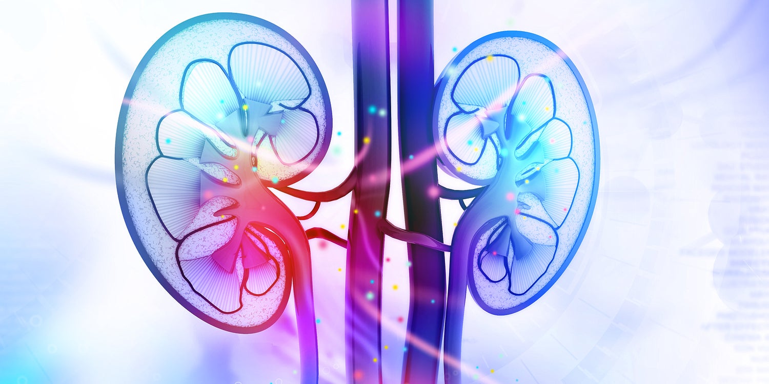 Bioprinting Is One Step Closer To Making A Human Kidney