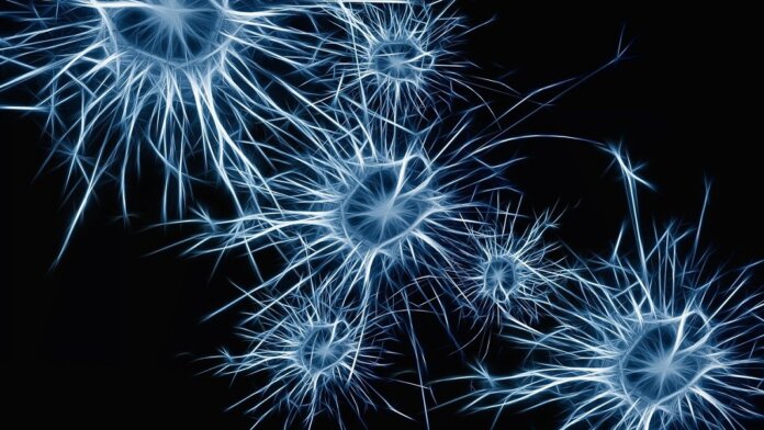 뇌 뉴런의 기억 저장 시냅스 연결