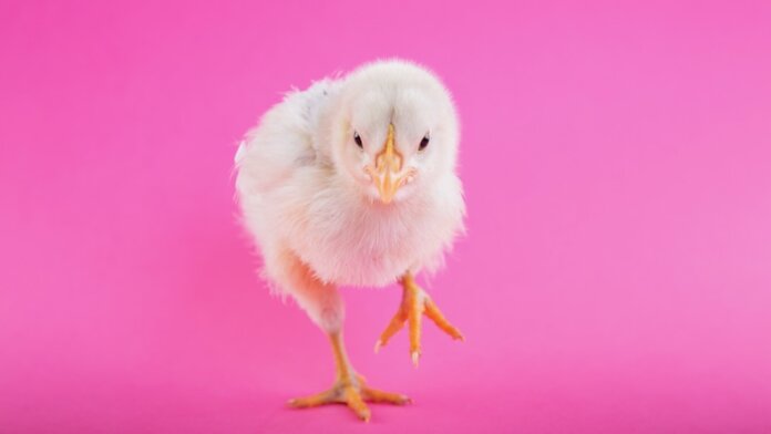 유전자 편집 크리스퍼 닭, 조류독감에 저항