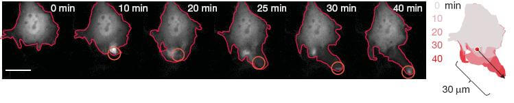 Light Used to Remotely Control Mouse Cells Like Robots