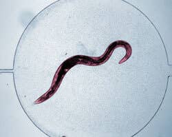 c. elegans worm