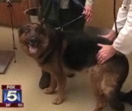 dog stem cell therapy successful