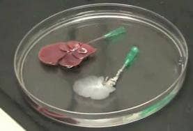 rat-livers-regrown-scaffolds