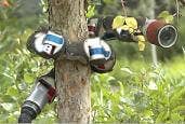 carnegie-mellon-snake-robot-tree