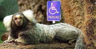 Paralyzed marmoset healed with stem cells