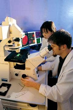 Stem cells transformed into intestines