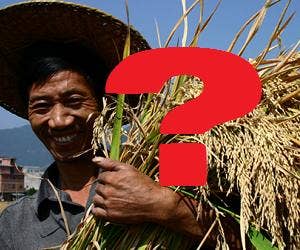 GM rice in China
