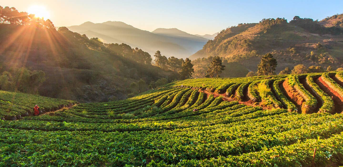 world-getting-better-vineyard-sunsrise