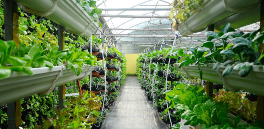 vegetables-growing-vertical-farm-drip-irrigation