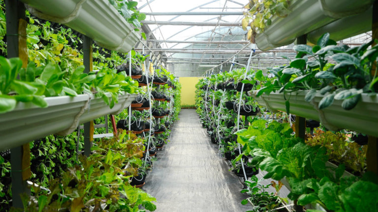 vegetables-growing-vertical-farm-drip-irrigation