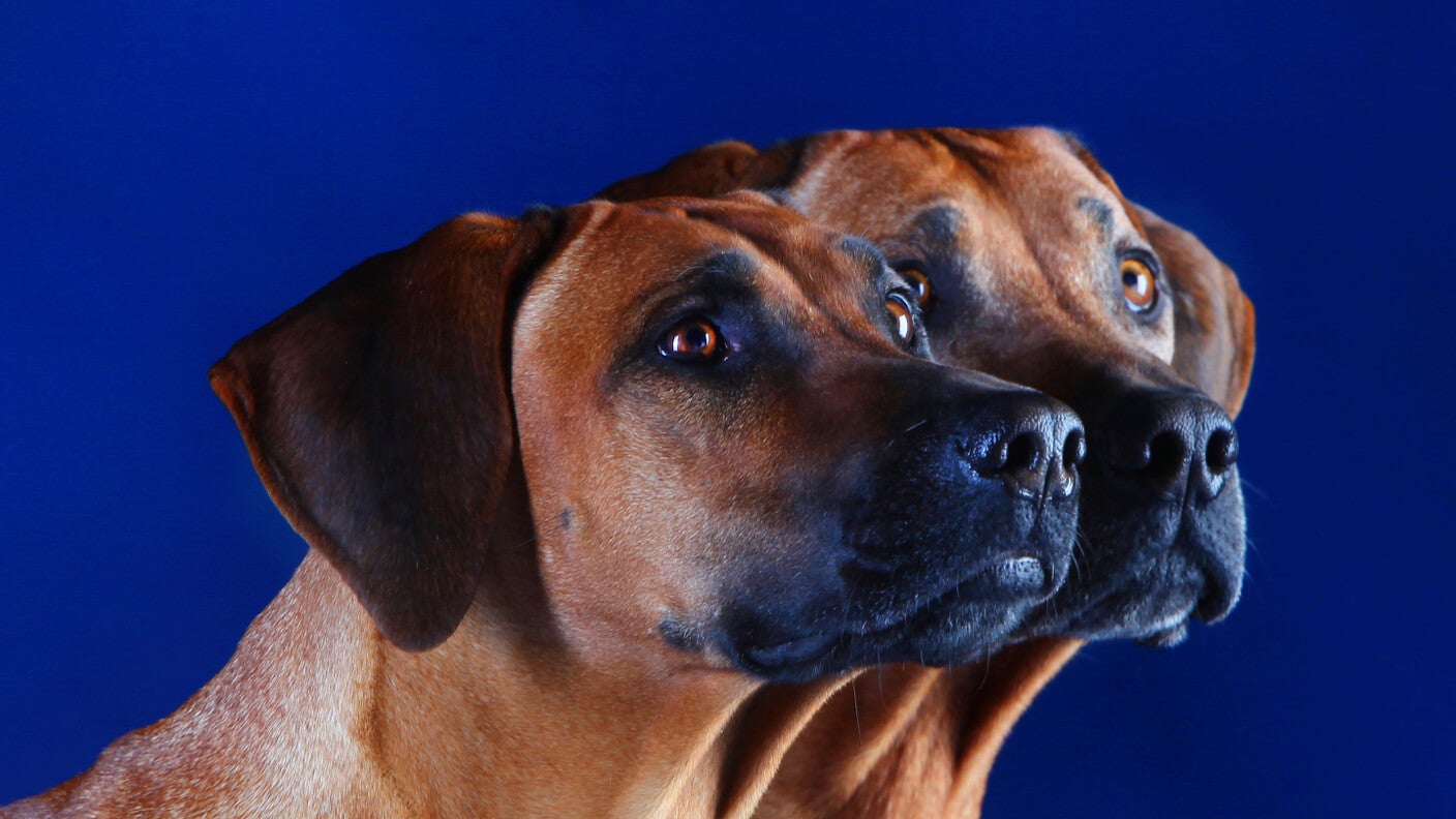 Chasing Rabbit Two Rhodesian Ridgebacks This Week’s Awesome Stories From Around the Web (Through April 14)