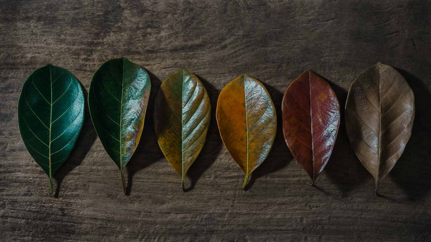 autumn leaves senescence