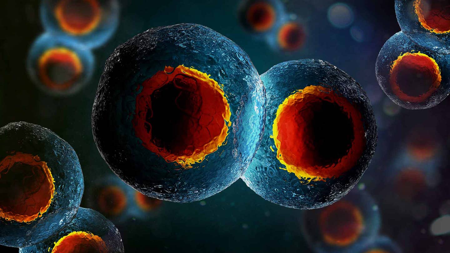 two-cell embryo mitosis under a microscope in 3D