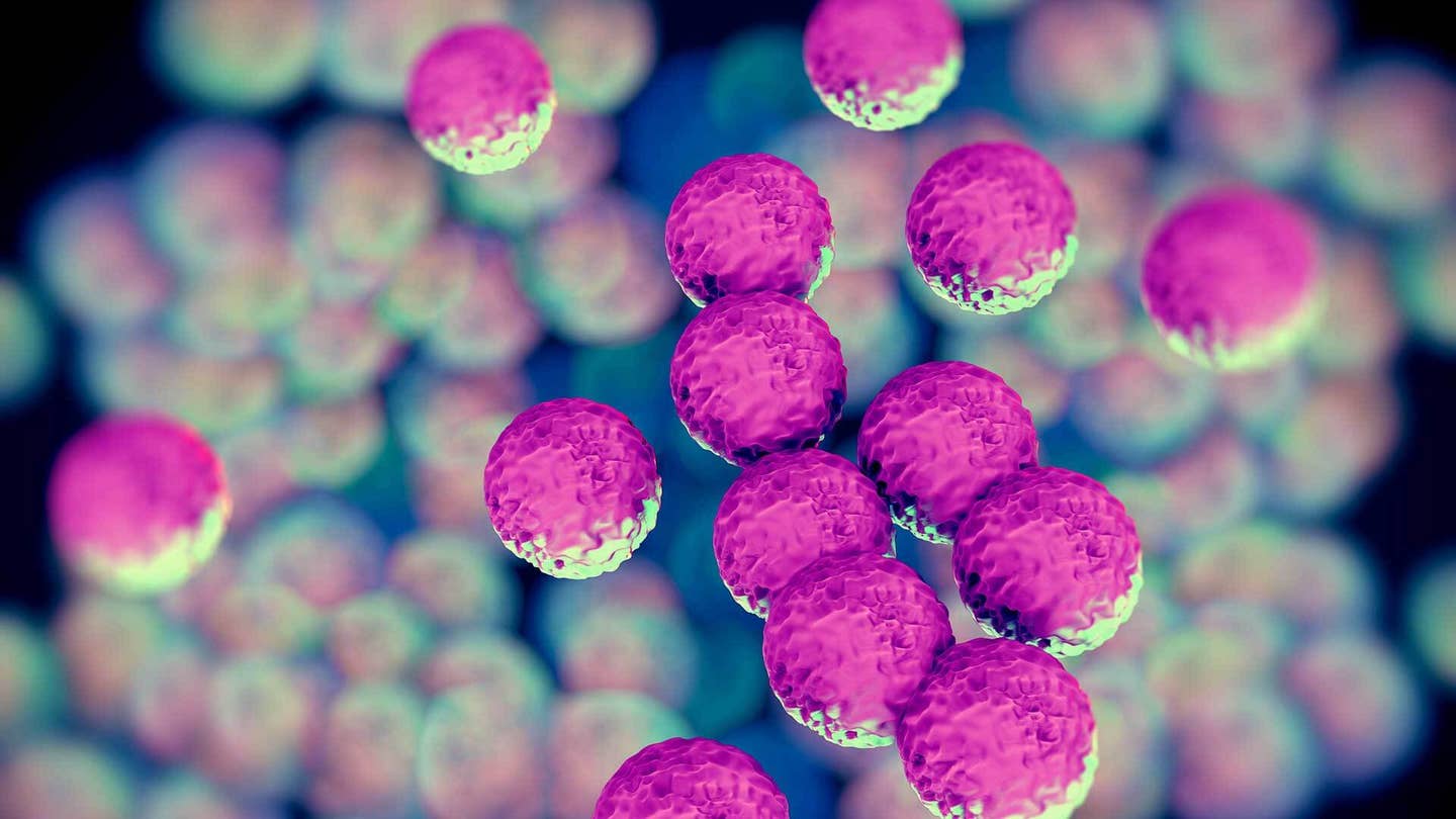 superbug bacteria