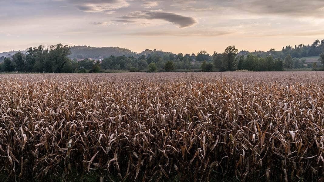 field of dried wheat crops dystopia