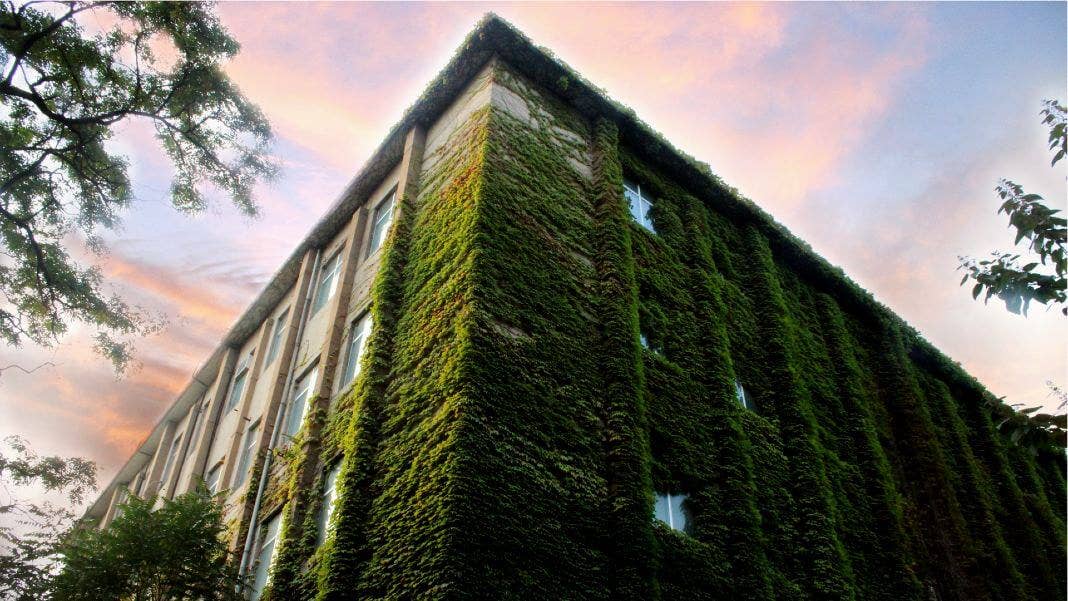green plant covered building