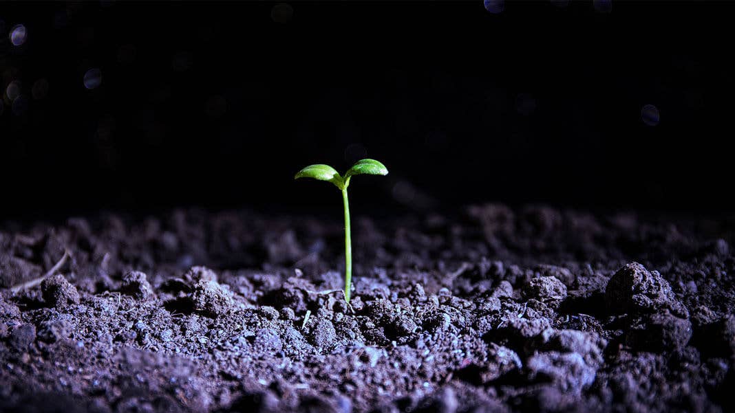 space young sprout with dark background