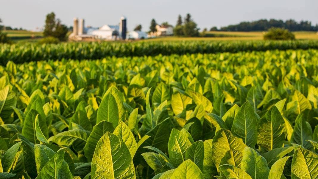 tobacco farm field in sunset