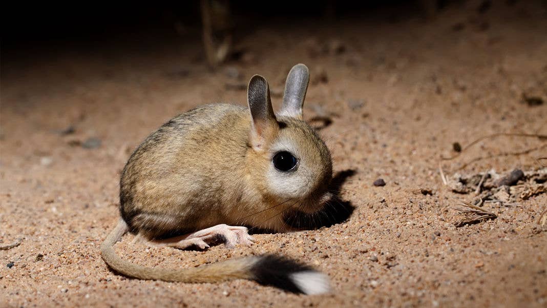 small five-toed jerboa