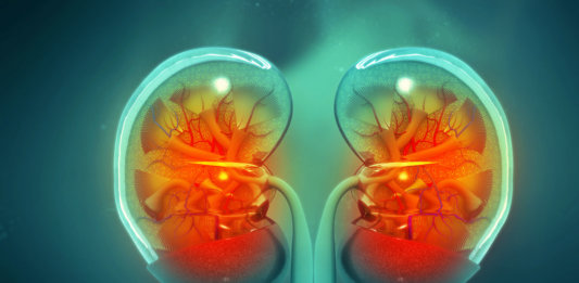 cross section of human kidney 3D printing biotechnology