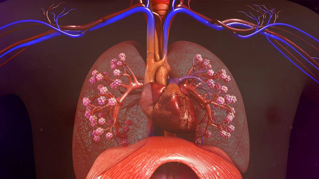 realistic illustration human lungs heart future of health