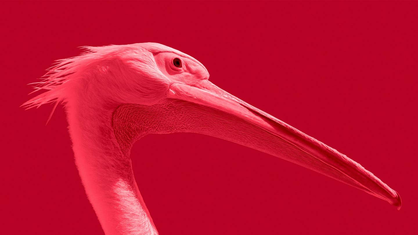 pink bird maksim sansonov