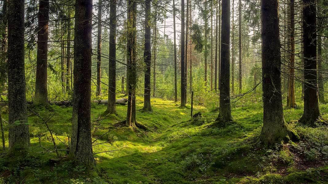 environment karelia trees dark forest background