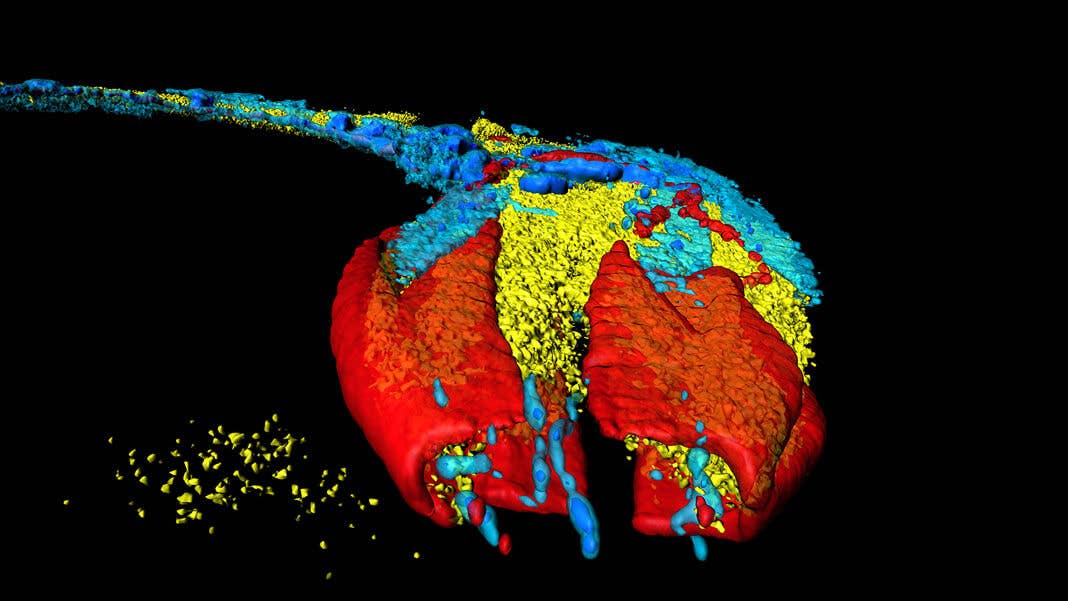 neuroscience caenorhabditis elegans transparent roundworm neuron map